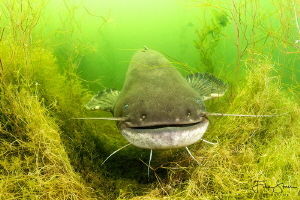 Wels catfish (Silurus glanis), Toolenburgse plas, The Net... by Filip Staes 